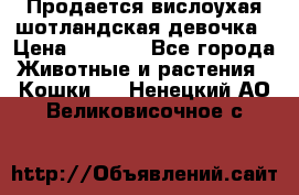 Продается вислоухая шотландская девочка › Цена ­ 8 500 - Все города Животные и растения » Кошки   . Ненецкий АО,Великовисочное с.